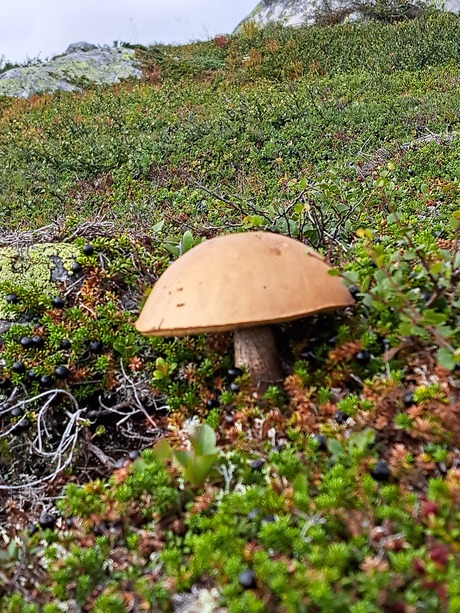 Paddestoel Norefjell