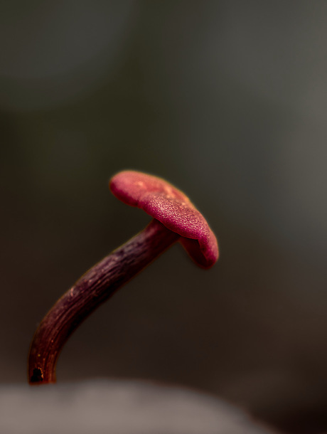 Steel van schaduw, hoed van vuur.