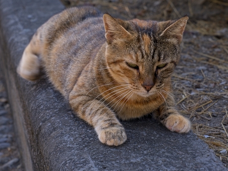straat kat