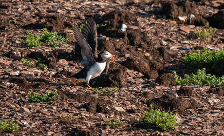 Puffin met visje