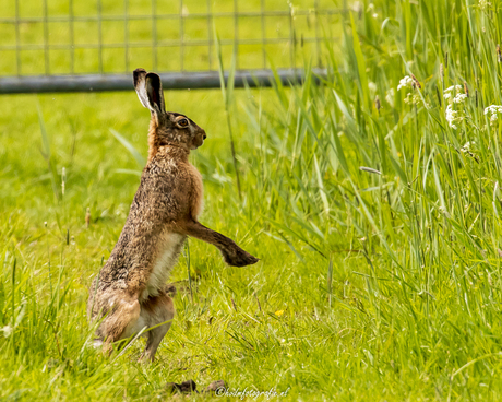 Haas loerende over het hoge gras.