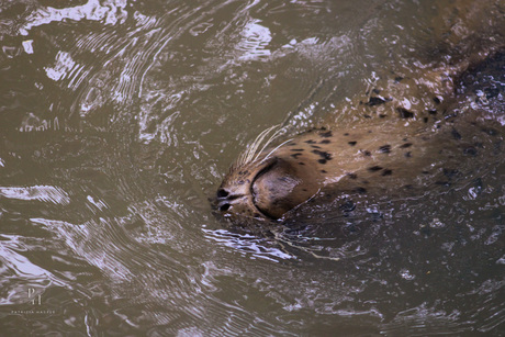 Zeehond