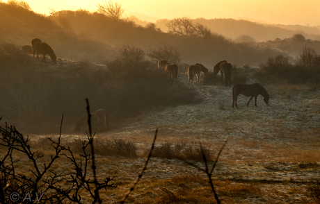 (Wilde)paarden