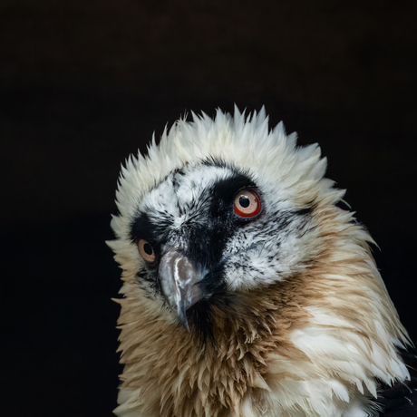 Lammergier ZOO Berlin