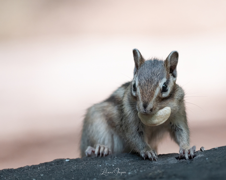 Siberische Grondeekhoorn