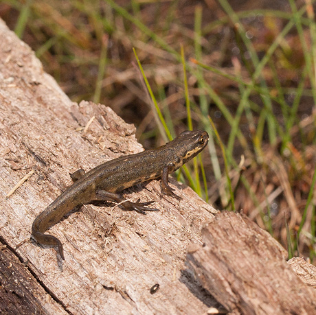 Kleine watersalamander.