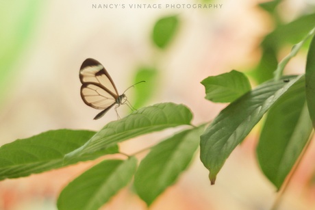 Glasvleugel vlinder 