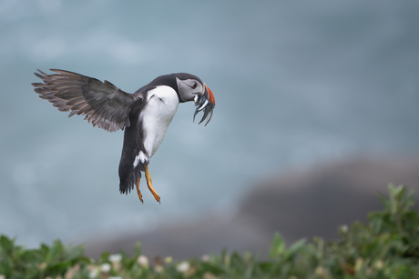 Puffin in vlucht 2