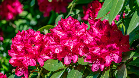 Rododendron