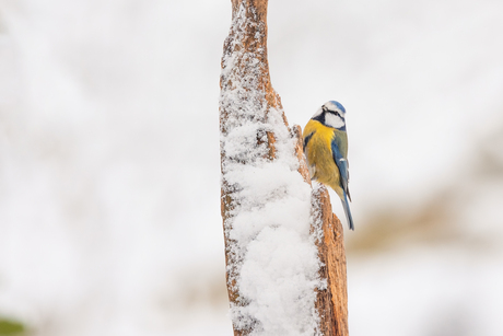 Pimpelmees in de sneeuw
