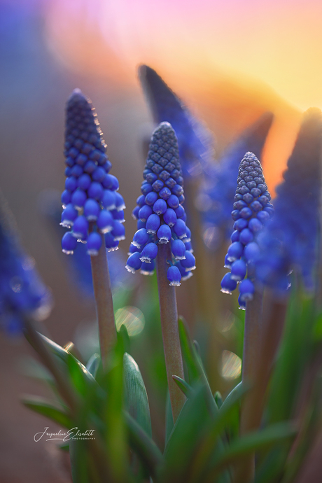 Blue grape hyacinths bloom like whispers of spring.