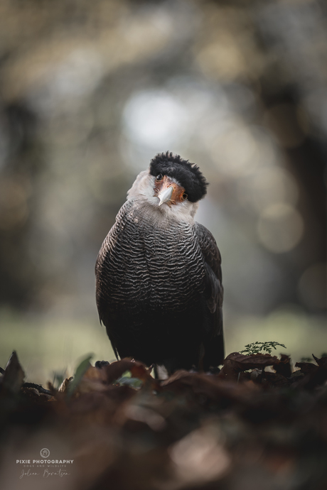 Roofvogels fotograferen in Koarnjum Friesland - Caracara