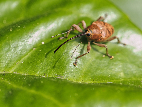 Curculio spec. (Hazelnootboorder)