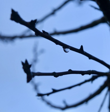 Mijn kersenboom