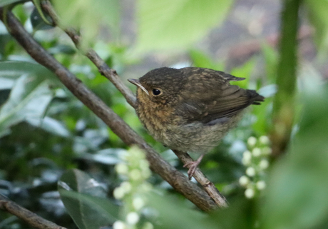 Roodborst jonkie