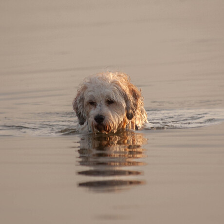 Zeehondje