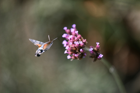 Kolibrievlinder 