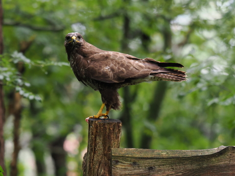 Buizerd