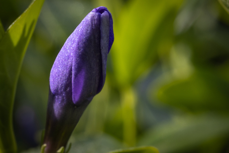 Knop Vinca Minor