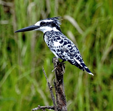 Pied Kingfisher