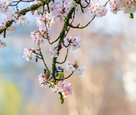 Pimpelmees als een schipper op de uitkijk