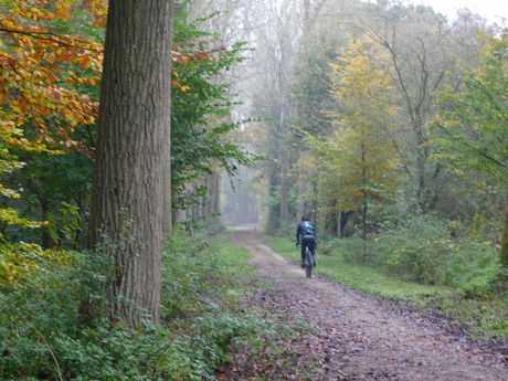 Herfst in 't bos