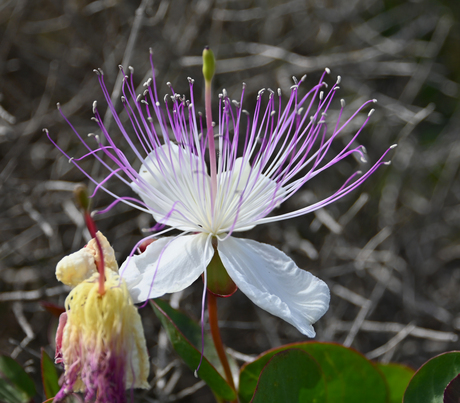 Kappertjesplant (Capparis spinosa)