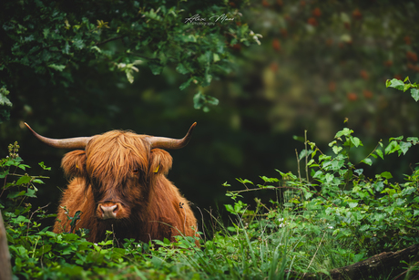 Schotse hooglander