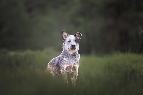 Australian cattledog pup