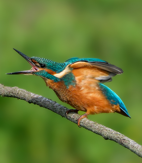 iijsvogel