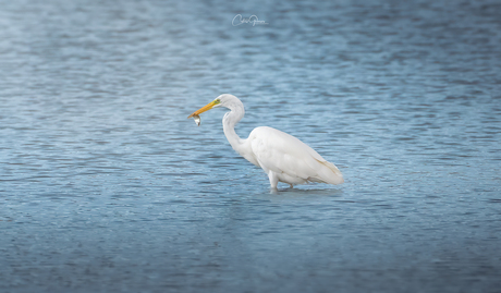 Grote Zilver Reiger