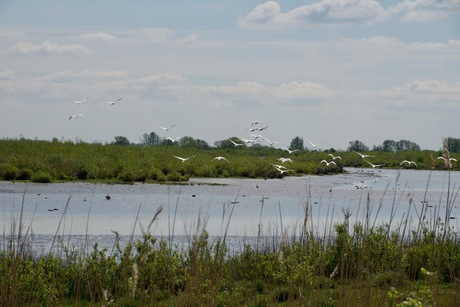 Heel veel Zwanen