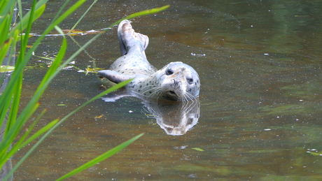 Begroeting door zeehondje