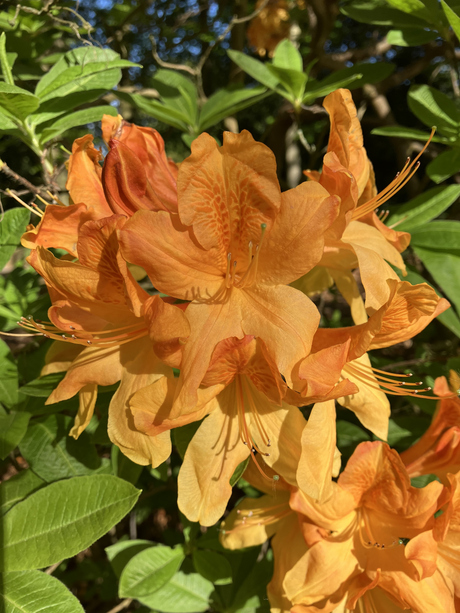 Oranje boven