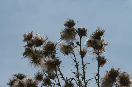 Distel