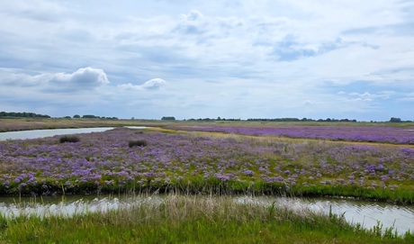 Bloeiend lamsoor