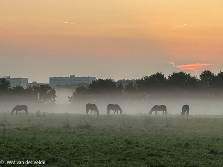 Paarden in ochtendnevel 2 - bewerkt