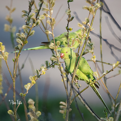 Halsband parkiet aan de dis.