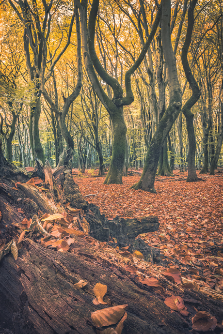 Herfst in Speulderbos.