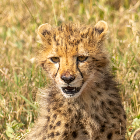 cheetahs eat prey