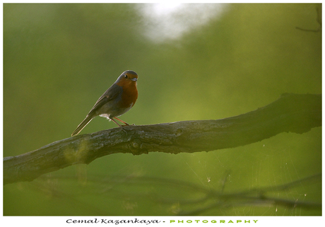 Roodborst