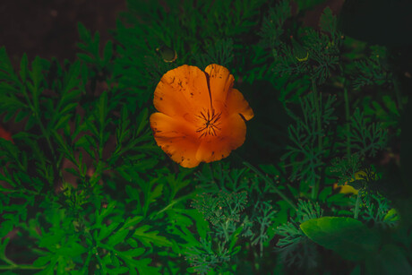 Yellow Orange flower.