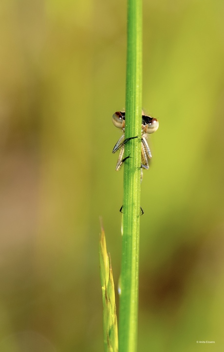 Libelle