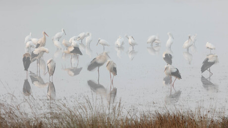 Ooievaars in de mist.