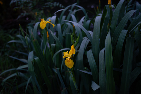 Iris pseudacorus