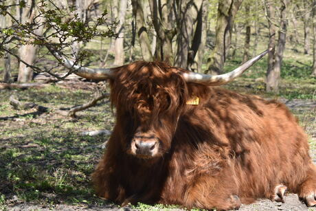 In de duinen