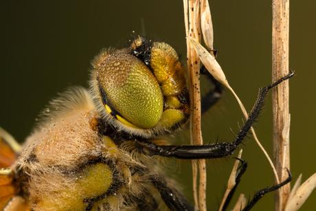 Close up van een Viervlek!