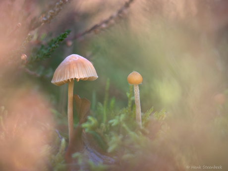 Mosklokje onder de heide