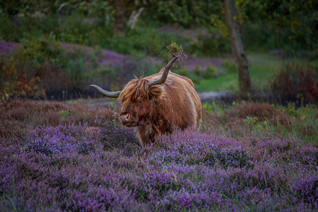 Hooglander in actie