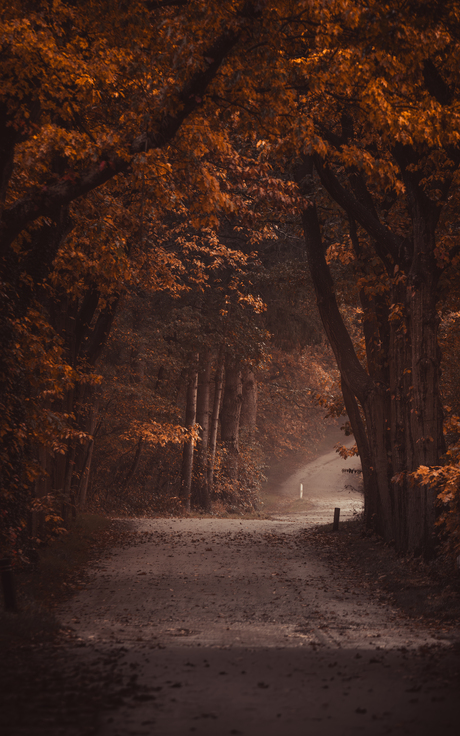 Herfst in het bos